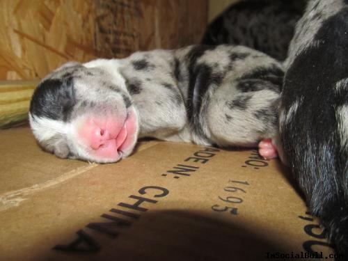 Sleepy Merle Pit Bull Pup