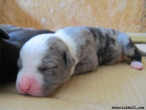Blue Silver Merle Pit Bull Pup