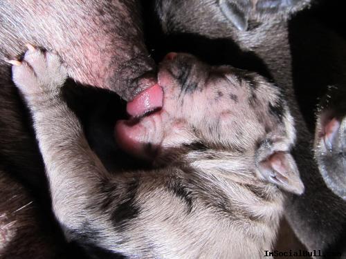 Merle Pit Bull Pup Suckling