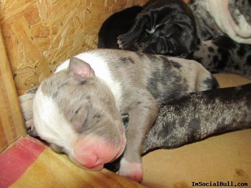 Tired Merle Pit Bull Pup