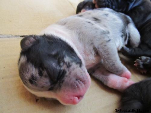Cute Female Merle Pit Bull Pup