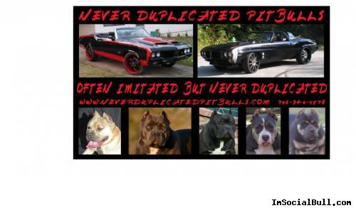 Never Duplicated Pitbull Kennels