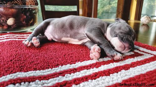 American Bully Association