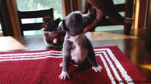 American Bully Association